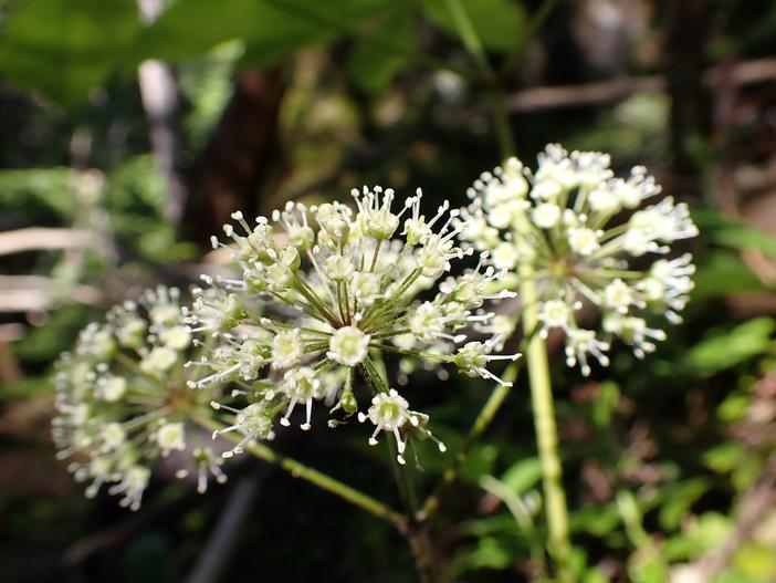 Aralia nudicaulis image
