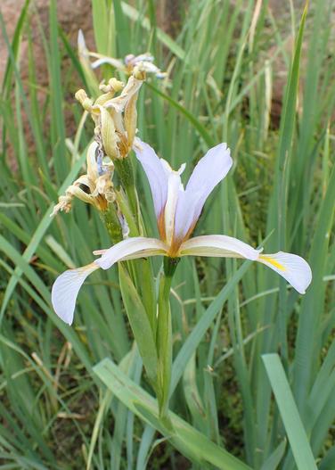 Iris halophila var. sogdiana image