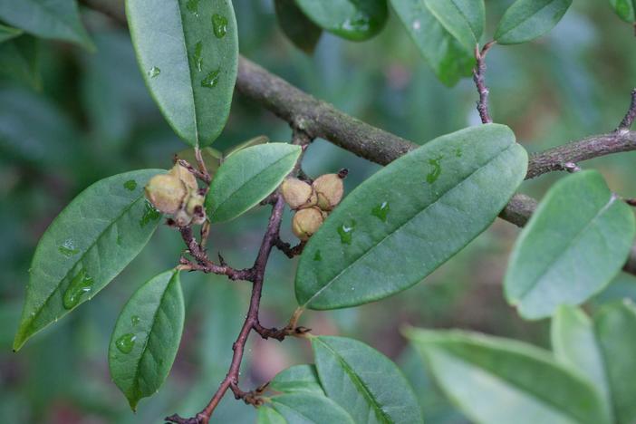 Sycopsis sinensis image