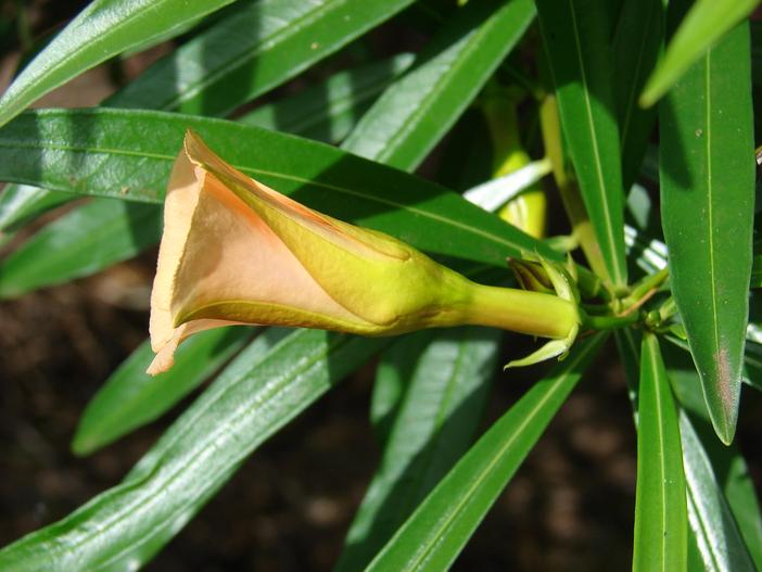 Cascabela thevetia image