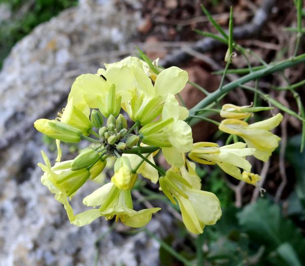 Brassica cretica image