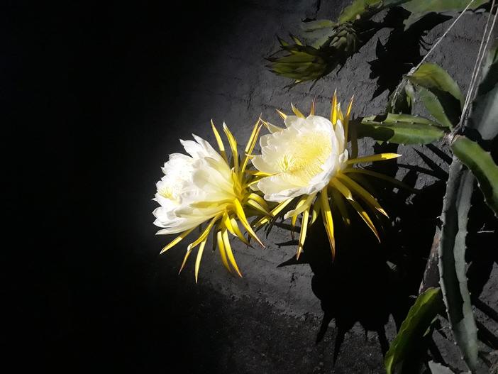 Selenicereus costaricensis image