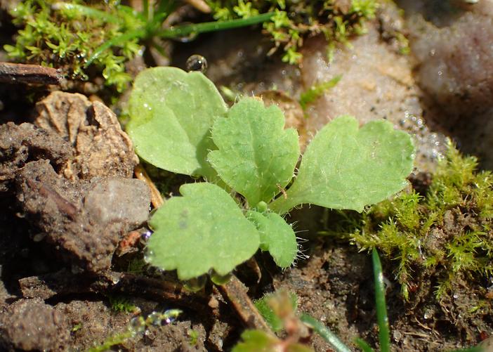 Papaver pilosum image