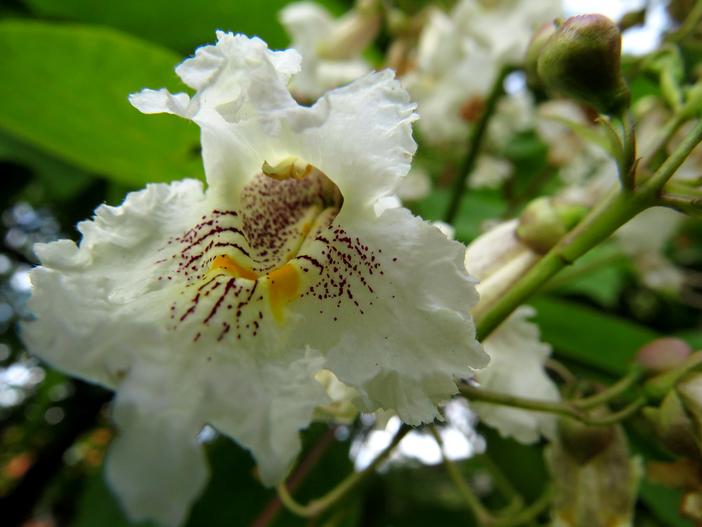 Catalpa ×erubescens image