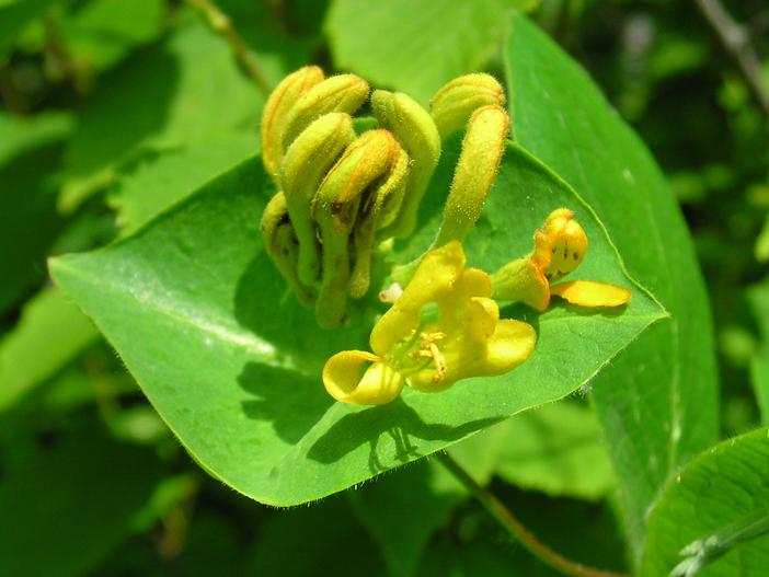 Lonicera hirsuta image