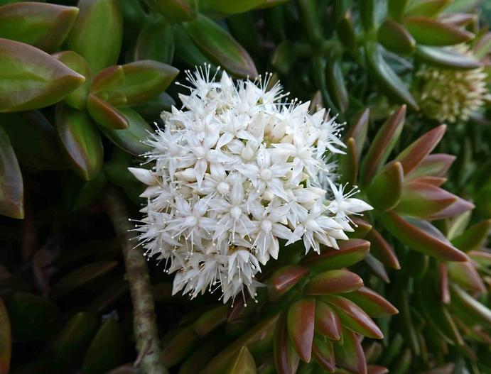 Sedum nussbaumerianum image