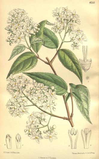 Deutzia setchuenensis image