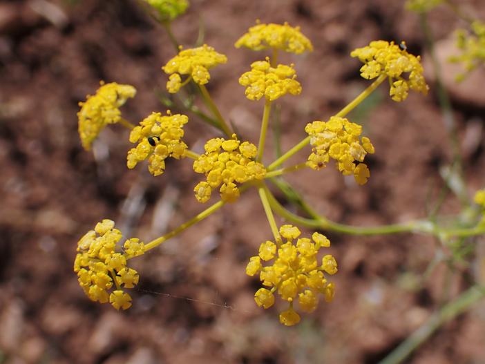 Ridolfia segetum image