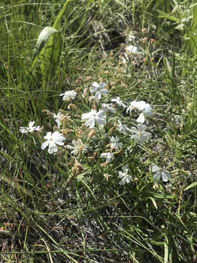 Phlox speciosa subsp. occidentalis image