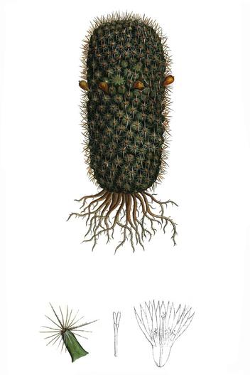Mammillaria eriacantha image