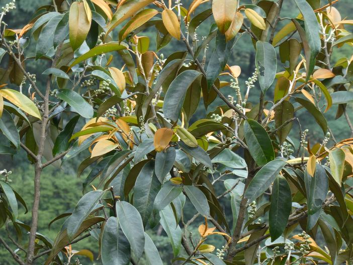 Magnolia foveolata image