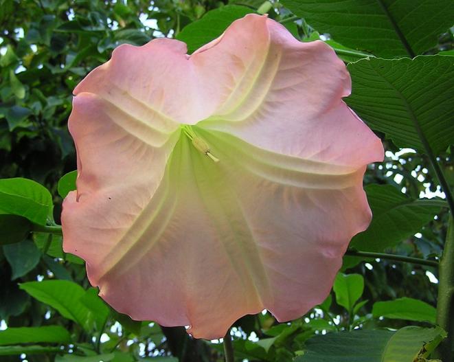 Brugmansia suaveolens image