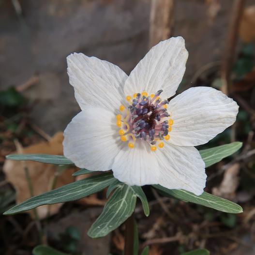Eranthis pinnatifida image