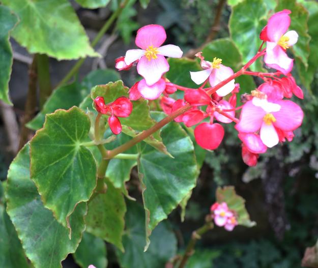 Begonia minor image