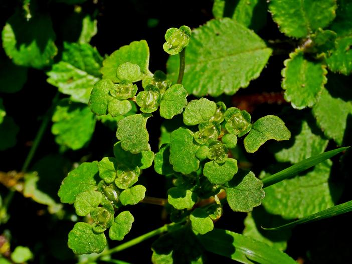 Chrysosplenium lanuginosum image