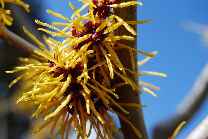 Hamamelis japonica image