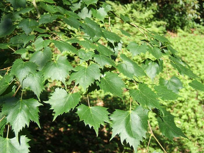 Tilia mongolica image