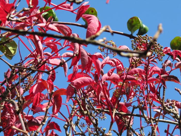 Parthenocissus henryana image