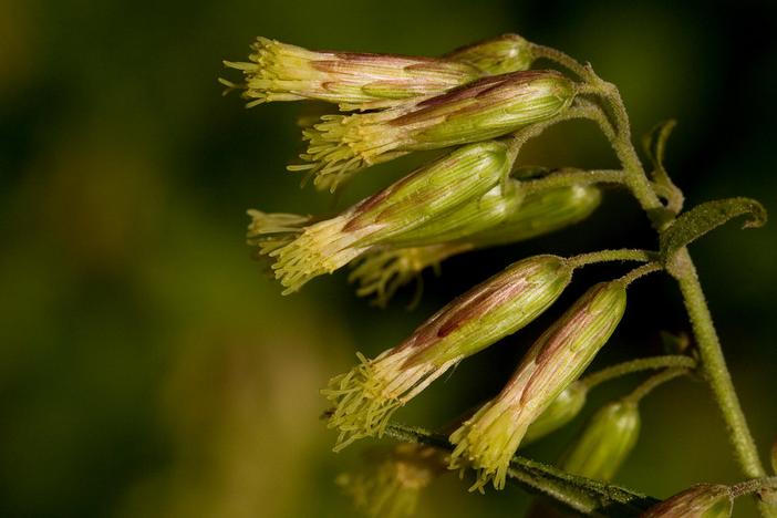 Brickellia rusbyi image