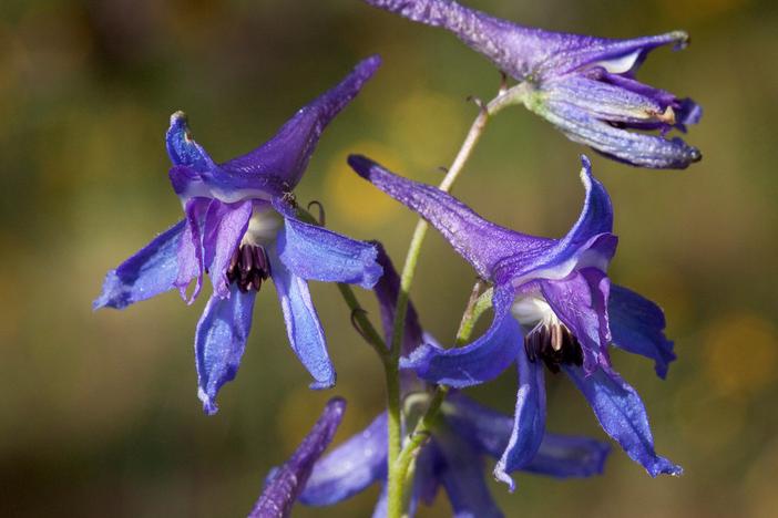 Delphinium scopulorum image