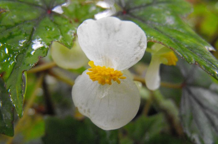 Begonia dregei image