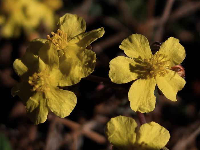 Helianthemum cinereum image