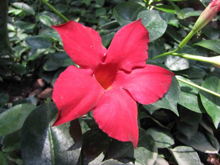 Mandevilla sanderi image