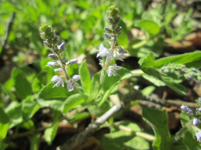 Veronica officinalis image