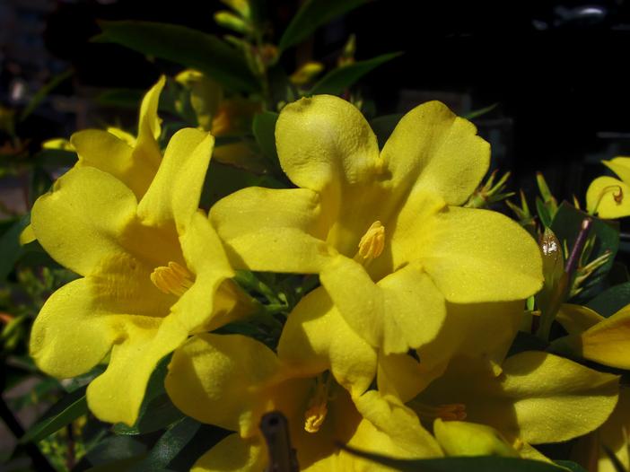 Jasminum humile image