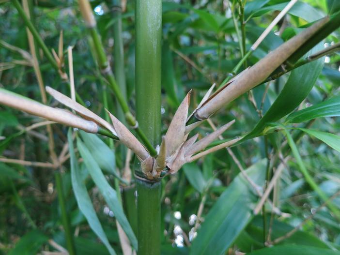 Semiarundinaria fastuosa image