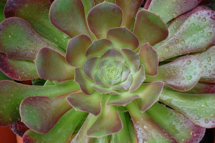 Aeonium canariense image
