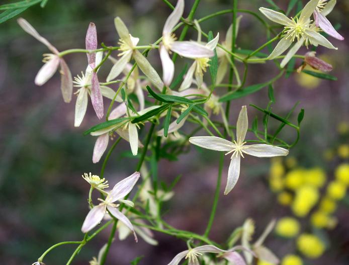 Clematis microphylla image