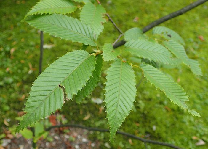 Carpinus turczaninowii image