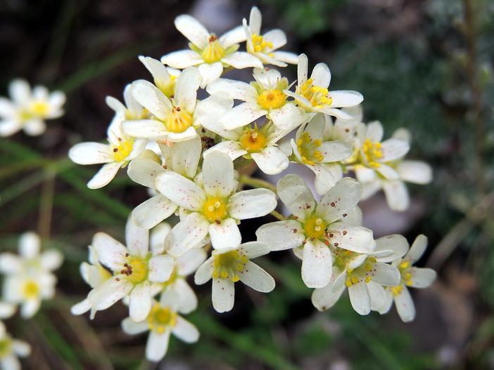Saxifraga paniculata image