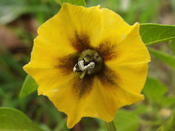 Physalis ixocarpa image