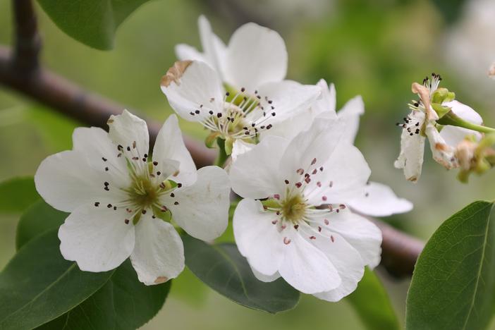 Pyrus ussuriensis image