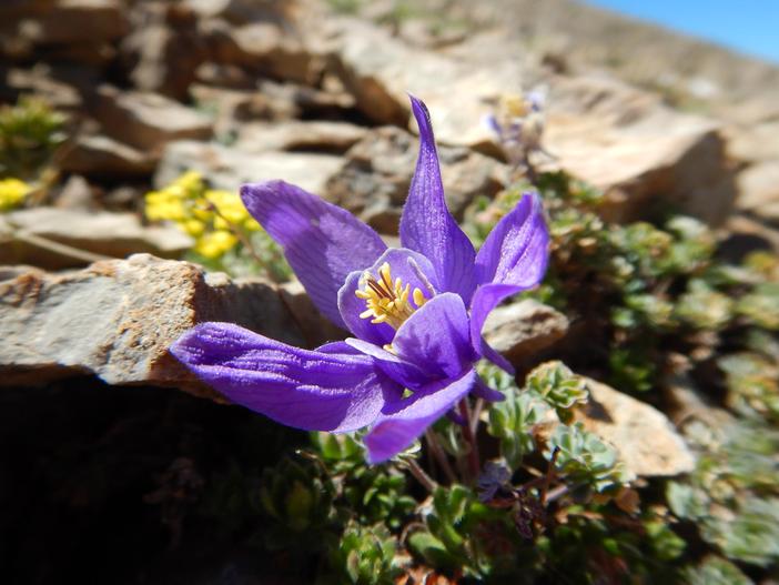 Aquilegia jonesii image