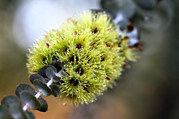 Eucalyptus kruseana image