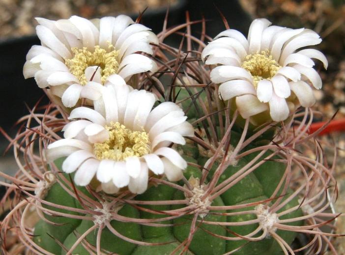 Gymnocalycium saglionis image