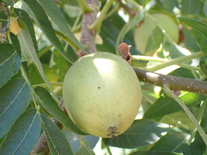 Juglans hindsii image