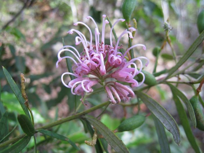 Grevillea sericea image