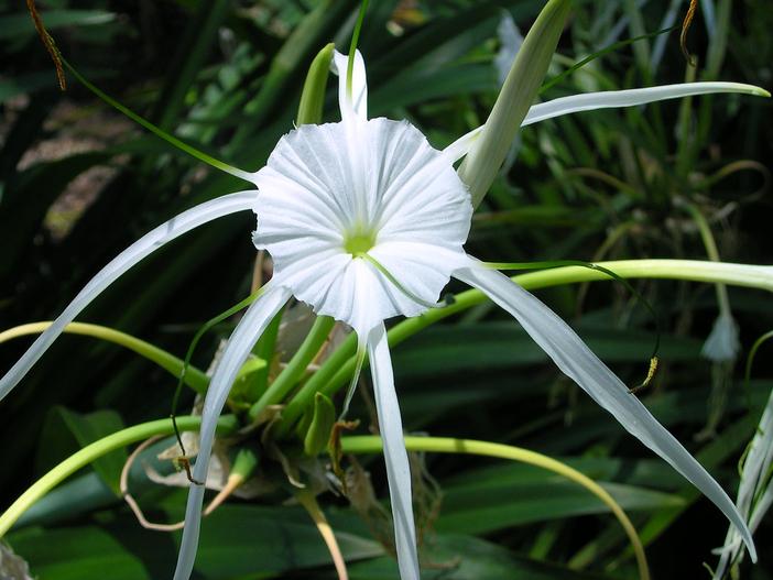 Hymenocallis littoralis image