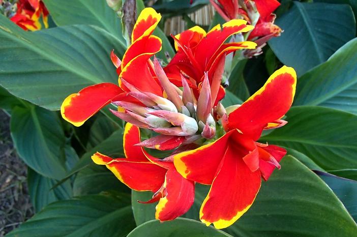 Canna indica image
