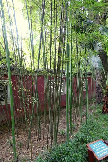 Phyllostachys meyeri image