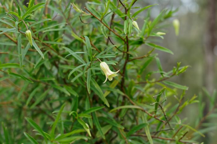 Billardiera scandens image