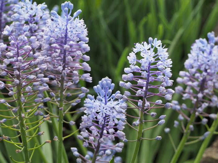 Scilla litardierei image