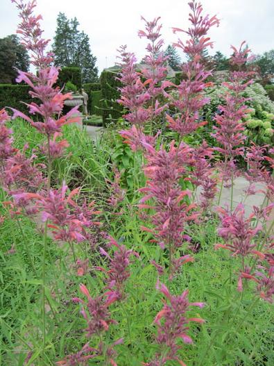 Agastache cana image