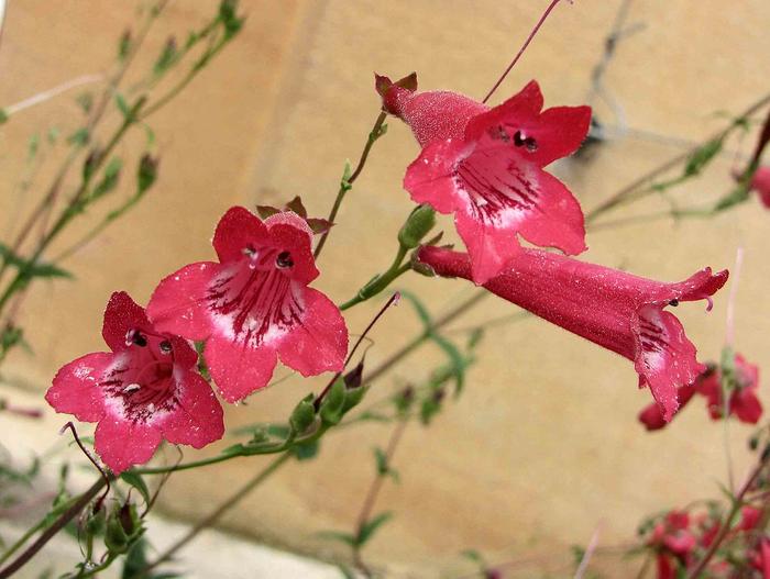 Penstemon hartwegii image