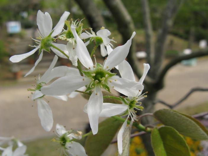Amelanchier asiatica image