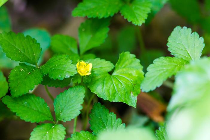 Geum fragarioides image